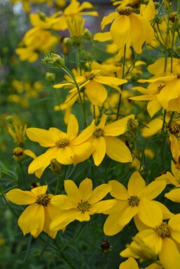 Coréopside verticillée Coreopsis verticillata 'Zagreb' Pot Coreopsis verticillata 'Zagreb'