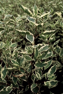 Cornouiller blanc Cornus alba 'Elegantissima' Pot Cornus alba 'Elegantissima'
