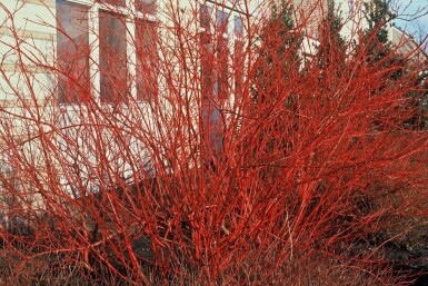 Cornus alba 'Sibirica' C2 40-60