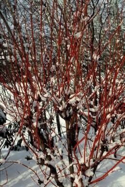 Cornus alba 'Sibirica' C2 40-60