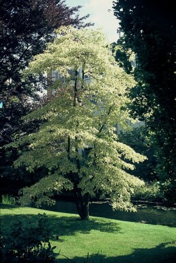 Cornus controversa 'Variegata'