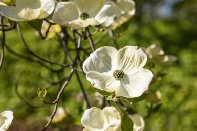 Cornouiller fleuri Cornus florida Pot Cornus florida arbuste