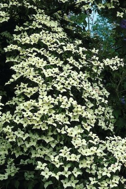 Cornouiller Kousa Cornus kousa Pot Cornus kousa arbuste