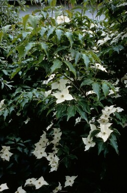 Cornouiller Kousa Cornus kousa Pot Cornus kousa arbuste