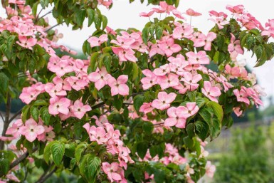 Cornus kousa 'Satomi'