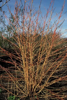 Cornouiller sanguin Cornus sanguinea 'Midwinter Fire' Pot Cornus sanguinea 'Midwinter Fire'