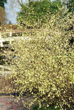 Corylopsis pauciflore Corylopsis pauciflora Pot Corylopsis pauciflora arbuste