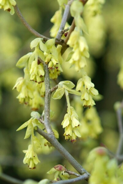 noisetier d'hiver Corylopsis spicata arbuste 50-60 C20 Corylopsis spicata arbuste 50-60 cm