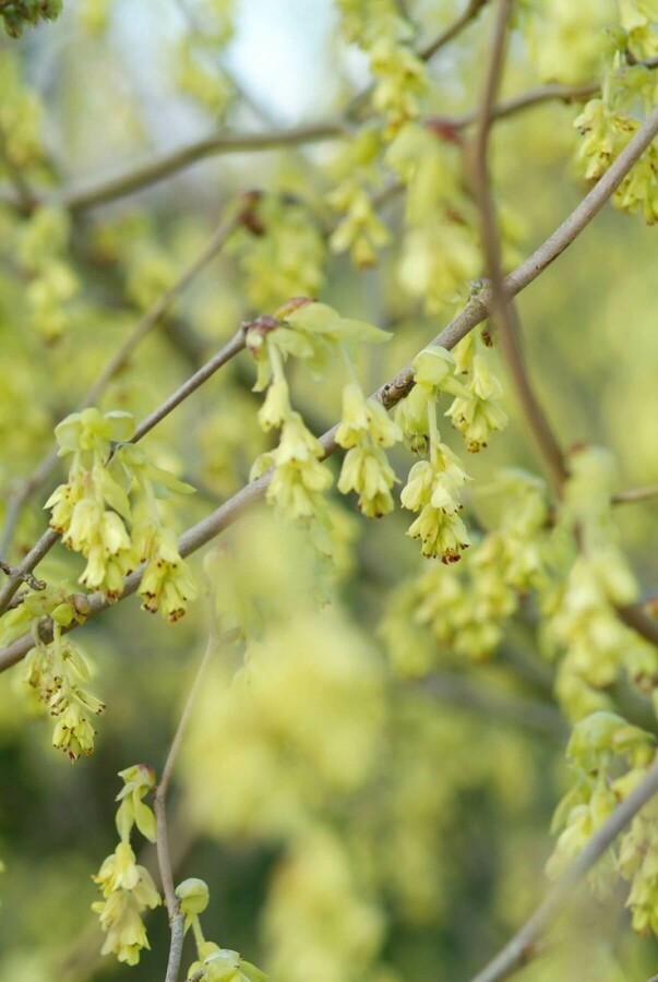 noisetier d'hiver Corylopsis spicata arbuste 50-60 C20 Corylopsis spicata arbuste 50-60 cm