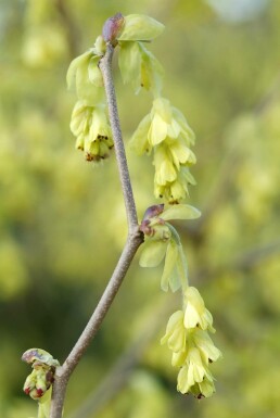 noisetier d'hiver Corylopsis spicata arbuste 50-60 C20 Corylopsis spicata arbuste 50-60 cm