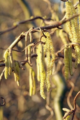 Noisetier tortueux Corylus avellana 'Contorta' Pot Corylus avellana 'Contorta' arbuste