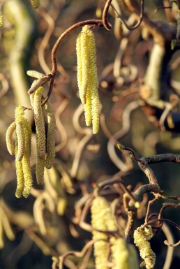 Noisetier tortueux Corylus avellana 'Contorta' Pot Corylus avellana 'Contorta' arbuste