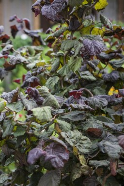 Noisetier commun Corylus avellana 'Red Majestic' Pot Corylus avellana 'Red Majestic'