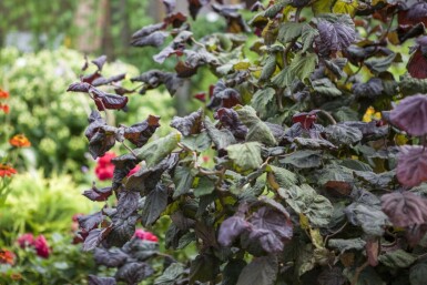 Noisetier commun Corylus avellana 'Red Majestic' Pot Corylus avellana 'Red Majestic'