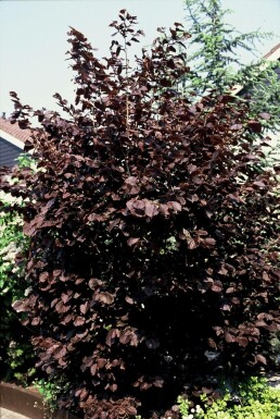 Noisetier de Lambert Corylus maxima 'Purpurea' Pot Corylus maxima 'Purpurea' arbuste