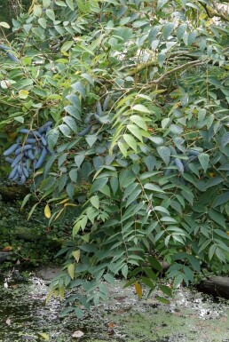 Arbre aux haricots bleus Decaisnea fargesii Pot Decaisnea fargesii arbuste
