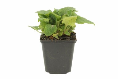 Digitale pourpre Digitalis purpurea Pot Digitalis purpurea