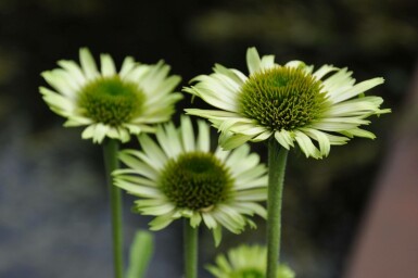 Échinacée pourpre Echinacea purpurea 'Green Jewel' Pot Echinacea purpurea 'Green Jewel'