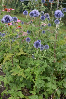 Échinops ritro Echinops ritro Pot Echinops ritro