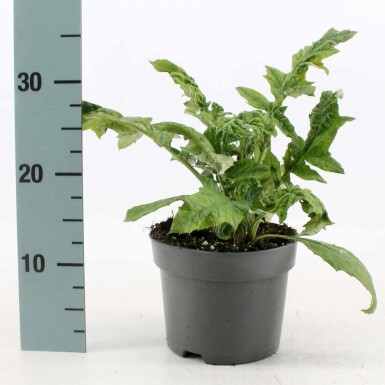 Échinops ritro Echinops ritro Pot Echinops ritro