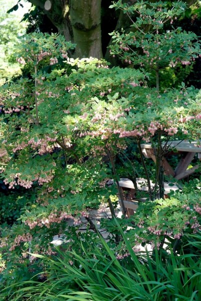 Enkianthus campanulatus C2 30-40