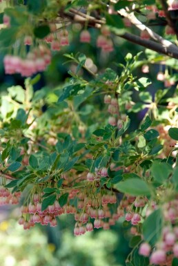 Enkianthus campanulatus C2 30-40
