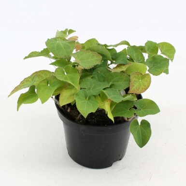 Épimède Epimedium × perralchicum 'Frohnleiten' Pot Epimedium × perralchicum 'Frohnleiten'