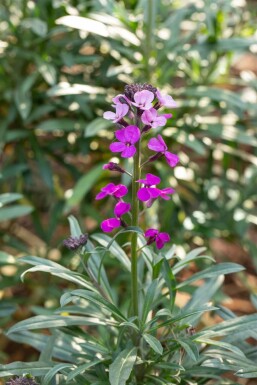 Vélar Erysimum 'Bowles Mauve' Pot Erysimum 'Bowles Mauve'