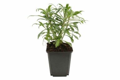 Vélar Erysimum 'Bowles Mauve' Pot Erysimum 'Bowles Mauve'