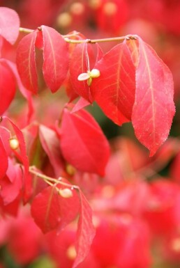 Euonymus alatus C7,5 40-50