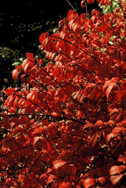Euonymus alatus 'Compactus' C3 10-15