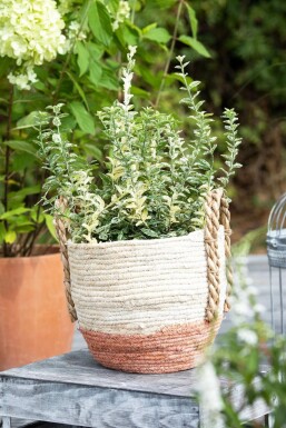 Fusain de Fortune Euonymus fortunei 'Silverstone' Pot Euonymus fortunei 'Silverstone' arbuste