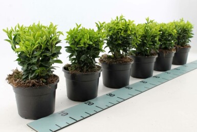 Fusain du Japon Euonymus japonicus 'Green Spire' Pot Euonymus japonicus 'Green Spire' arbuste