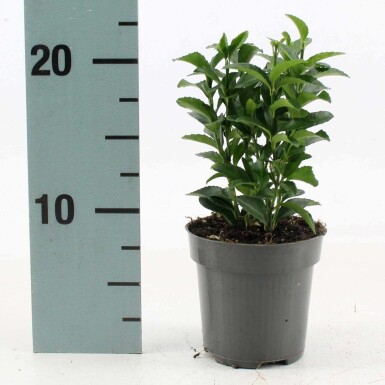 Euonymus japonicus 'Green Spire' C2 20-25