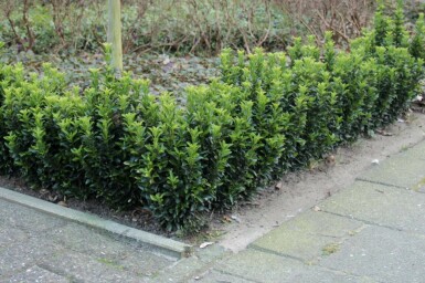 Euonymus japonicus 'Green Spire' C2 20-25