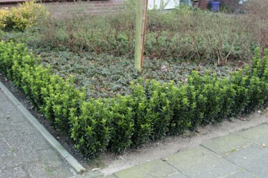 Euonymus japonicus 'Green Spire' C2 20-25