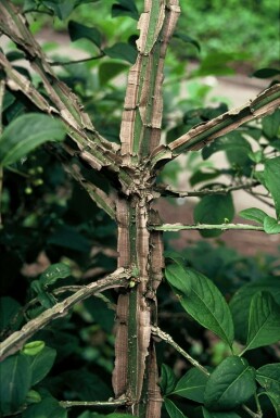 Fusain liège de Chine Euonymus phellomanus Pot Euonymus phellomanus arbuste