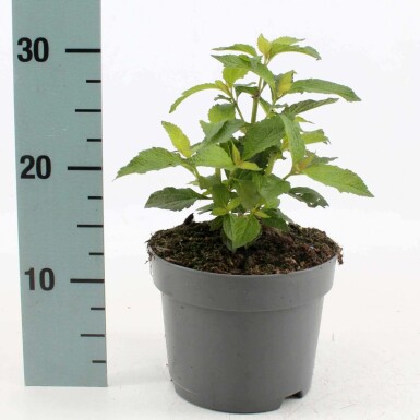 Eupatoire maculée Eupatorium maculatum 'Atropurpureum' Pot Eupatorium maculatum 'Atropurpureum'