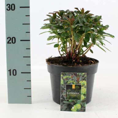 Euphorbe faux amandier Euphorbia amygdaloides 'Purpurea' Pot Euphorbia amygdaloides 'Purpurea'