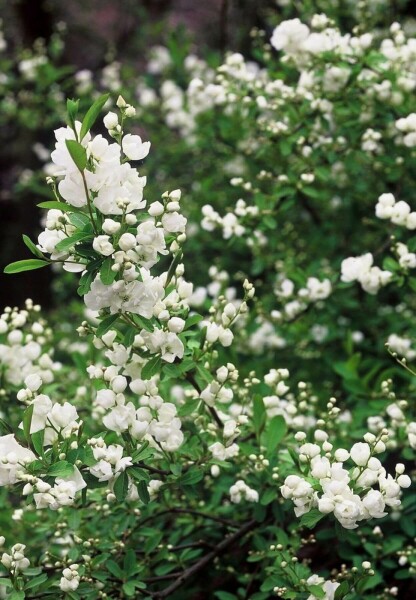 arbre aux perles Exochorda macrantha 'The Bride' arbuste 100-125 C10 Exochorda macrantha 'The Bride' arbuste 100-125 cm