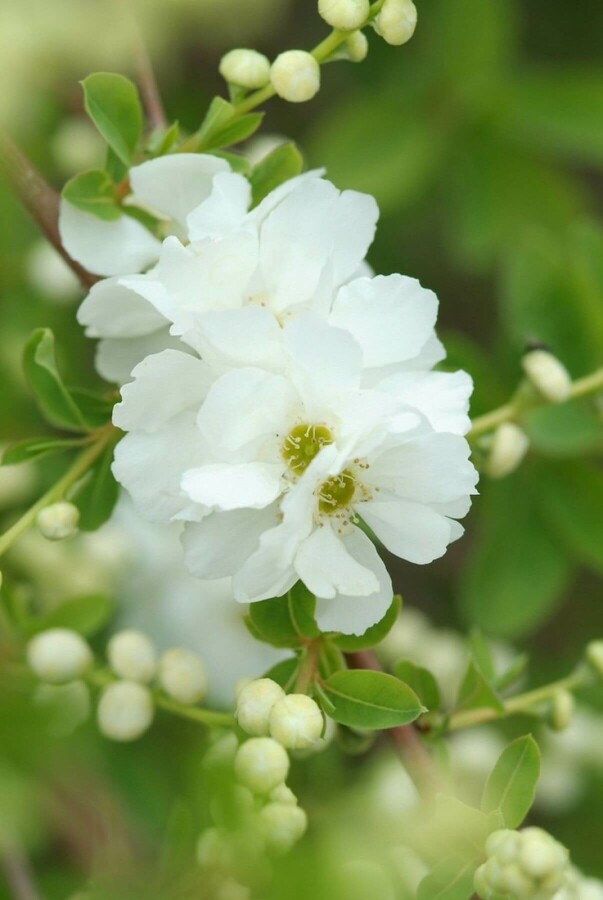 arbre aux perles Exochorda macrantha 'The Bride' arbuste 100-125 C10 Exochorda macrantha 'The Bride' arbuste 100-125 cm