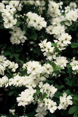 arbre aux perles Exochorda macrantha 'The Bride' arbuste 100-125 C10 Exochorda macrantha 'The Bride' arbuste 100-125 cm
