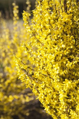 Forsythia × intermedia 'Goldrausch'