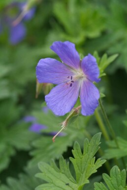 Géranium Geranium 'Johnson's Blue' Pot Geranium 'Johnson's Blue'