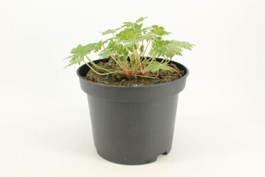 Géranium Geranium 'Johnson's Blue' Pot Geranium 'Johnson's Blue'