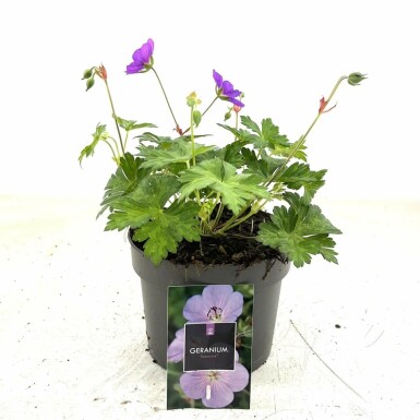 Géranium Geranium 'Rozanne' Pot Geranium 'Rozanne'