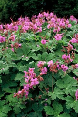 Geranium macrorrhizum 'Ingwersen's Variety'