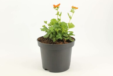 Benoïte écarlate Geum coccineum 'Borisii' Pot Geum coccineum 'Borisii'