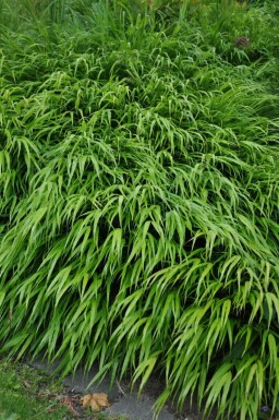 Herbe du Japon Hakonechloa macra Pot Hakonechloa macra