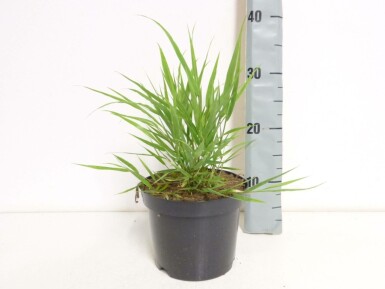 Herbe du Japon Hakonechloa macra Pot Hakonechloa macra